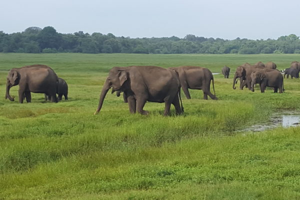 Sri lanla yon evasion