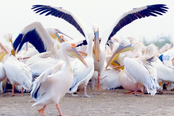 yon-evasion-voyage-anglet-senegal-pelicans