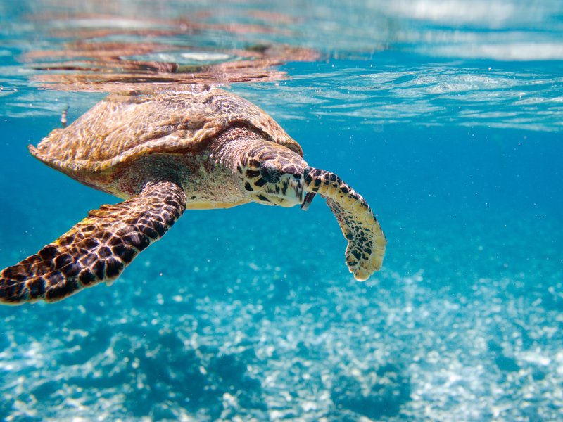Nager avec les tortues au Mexique