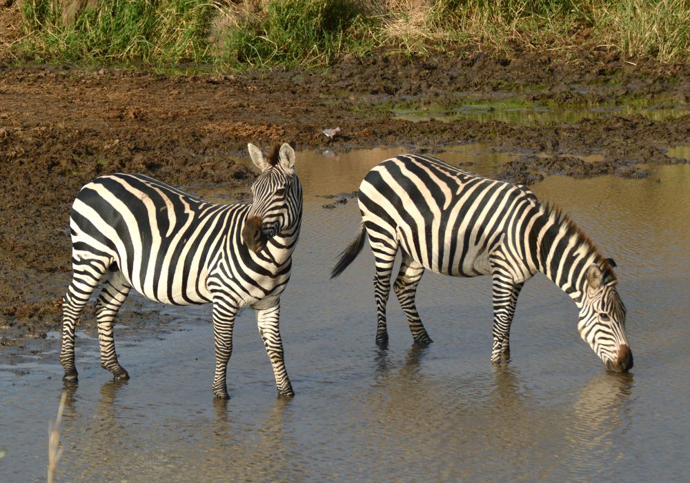 Voyage en Tanzanie
