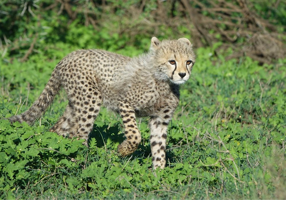 Voyage en Tanzanie