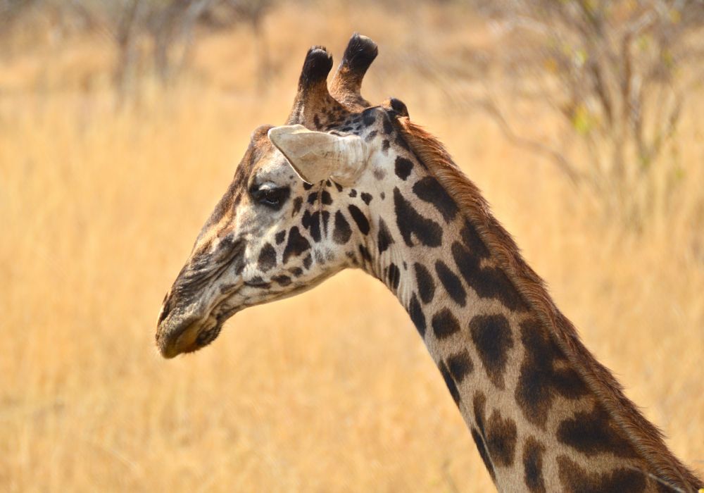 Voyage en Tanzanie