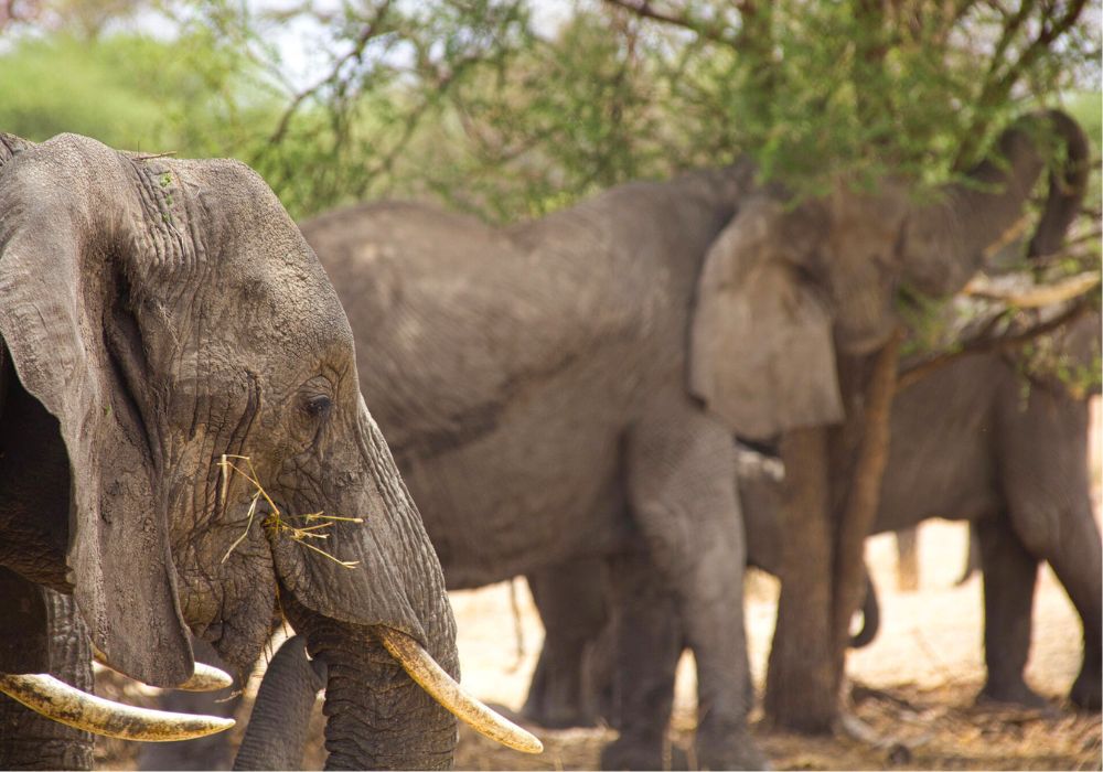 Voyage en Tanzanie