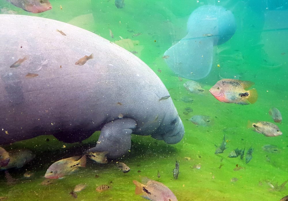 Voyage au Panama - Yon Evasion