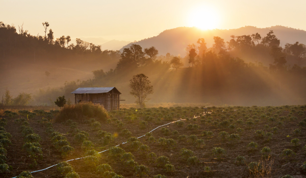 Lever de soleil sur un champ avec une cabane et des montagnes brumeuses à l'horizon, ambiance paisible et naturelle.