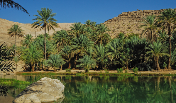 Oasis avec palmiers et étendue d'eau claire, entourée de collines sableuses sous un ciel bleu.