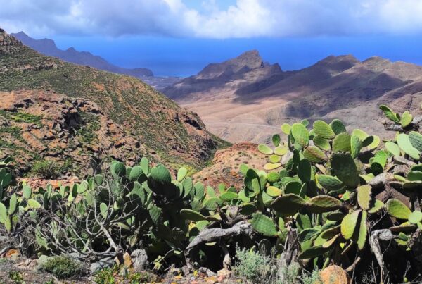 https://www.yon-evasion.com/les-incontournables-de-lile-de-gran-canaria/