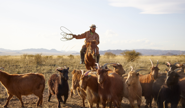 Cavalier avec lasso sur cheval dirige un troupeau de chèvres dans un paysage de prairie aride, montagnes à l'horizon.