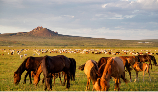 Chevaux broutant dans une prairie verdoyante avec des collines en arrière-plan, ciel légèrement nuageux.