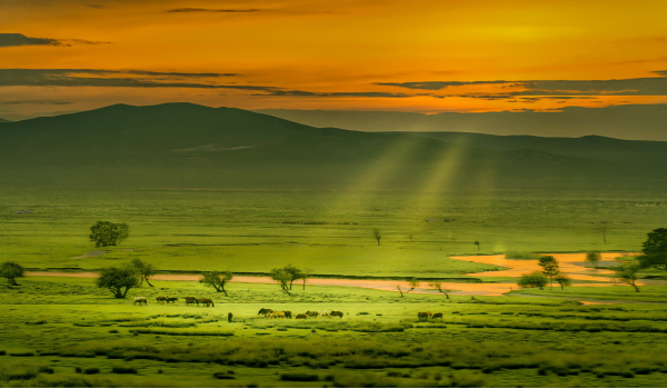 Coucher de soleil illuminant une savane verdoyante avec des arbres clairsemés et un troupeau de zèbres près d'un point d'eau.