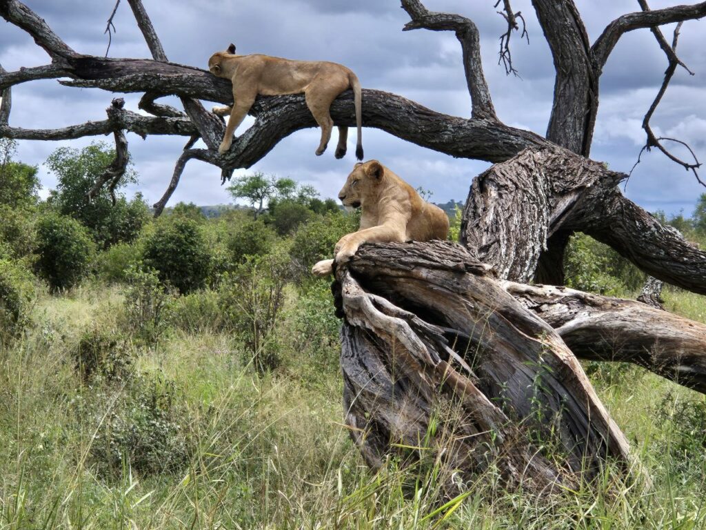 Tanzanie safari agence de voyage Biarritz