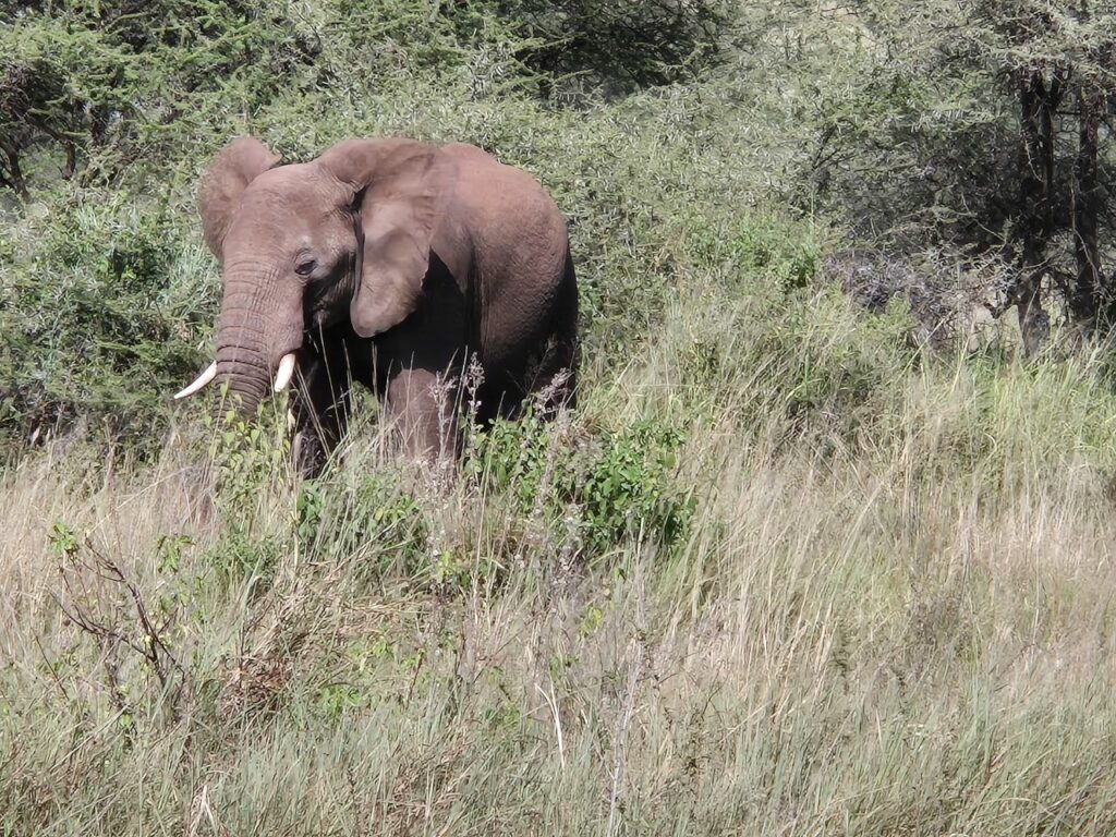 Tanzanie safari agence de voyage Biarritz