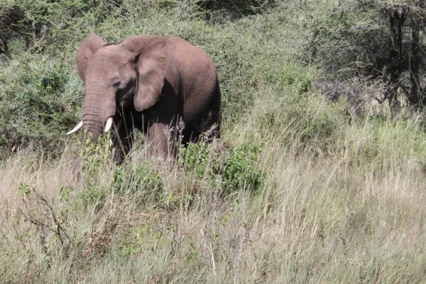 Tanzanie safari agence de voyage Biarritz