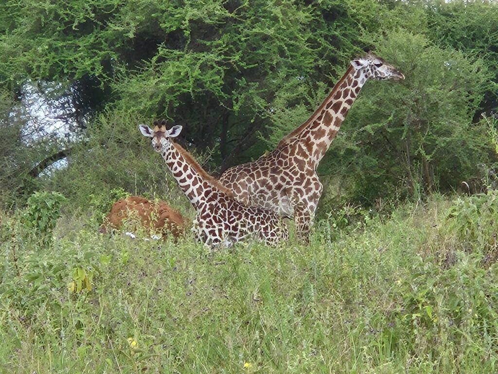Tanzanie safari agence de voyage Biarritz