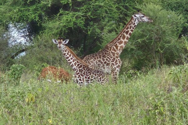 Tanzanie safari agence de voyage Biarritz