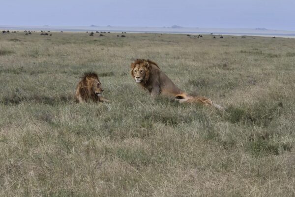 Tanzanie safari agence de voyage Biarritz