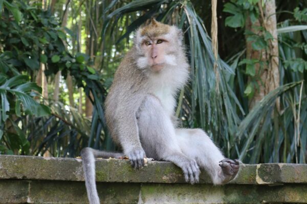 Sageh Monkey Forest de Ubud à Bali
