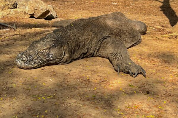 Vue proche d'un draguon de komodo