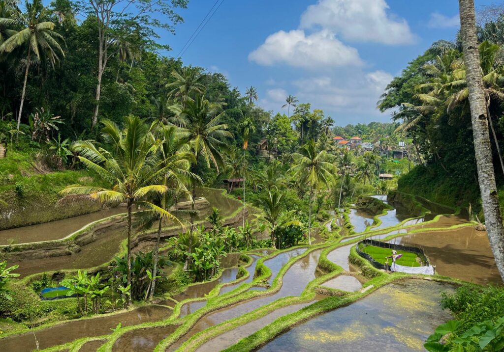 Les rizières de Ubud à Bali