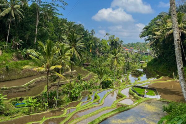 Les rizières de Ubud à Bali