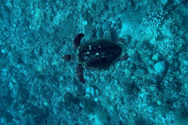 Tortue lors d'une session snorkeling