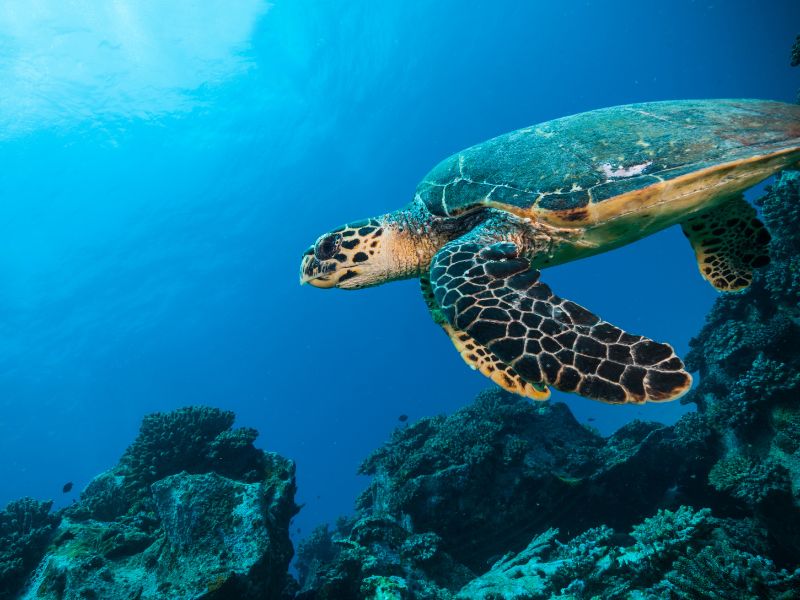 voyage sur mesure aux Seychelles