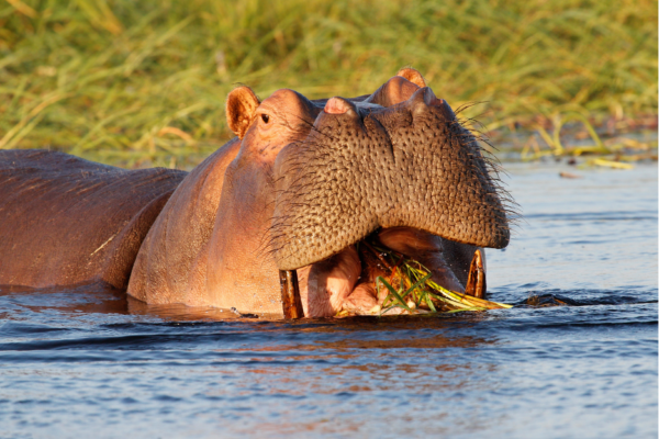 voyage sur mesure tanzanie safari