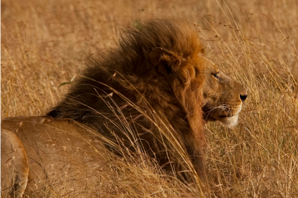 voyage sur mesure tanzanie safari