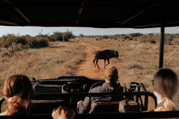 voyage sur mesure tanzanie safari
