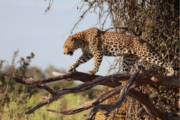 voyage sur mesure tanzanie safari