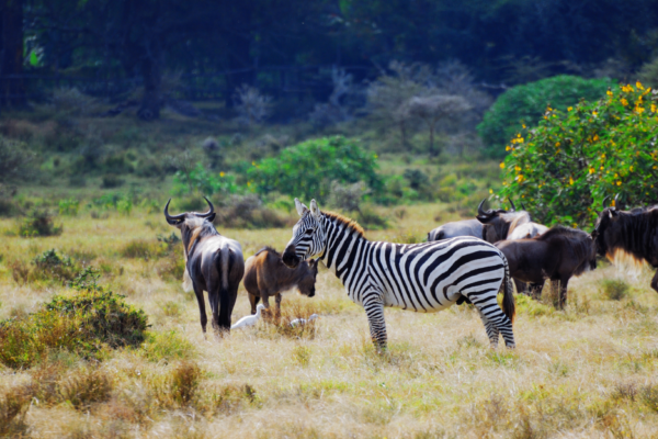 voyage sur mesure tanzanie safari