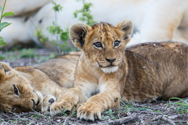 voyage sur mesure tanzanie safari