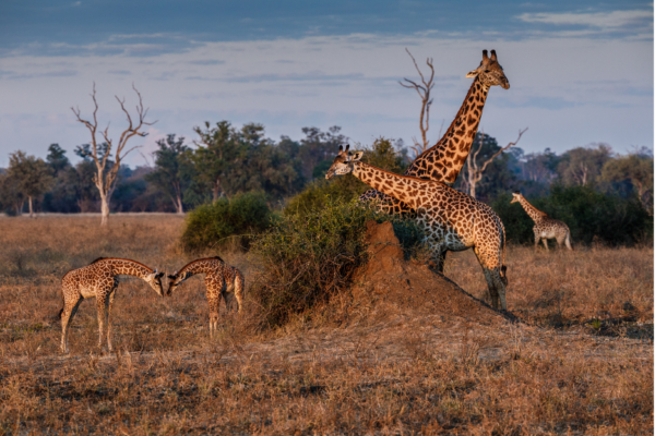 voyage sur mesure tanzanie safari
