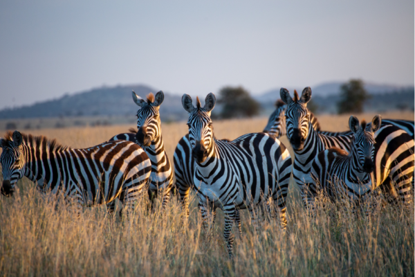 voyage sur mesure tanzanie safari