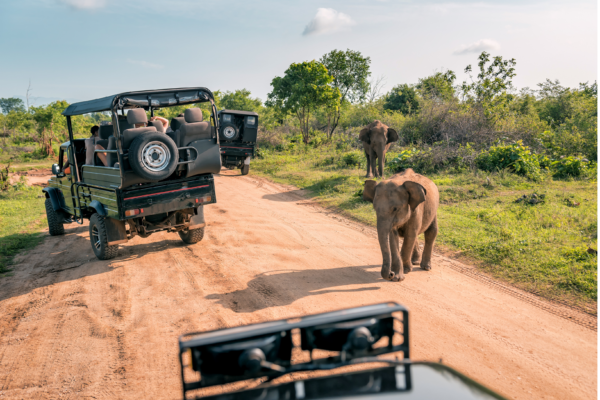 voyage sur mesure tanzanie safari