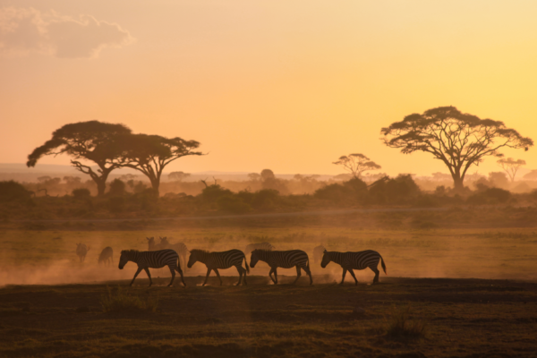 voyage sur mesure tanzanie safari