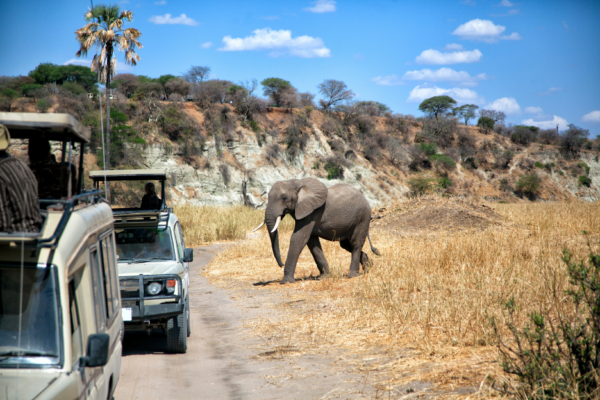 voyage sur mesure tanzanie safari
