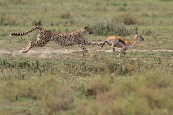 voyage sur mesure tanzanie safari