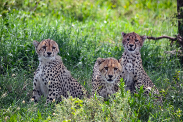 voyage sur mesure tanzanie safari