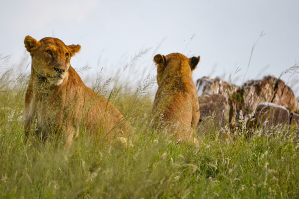 voyage sur mesure tanzanie safari