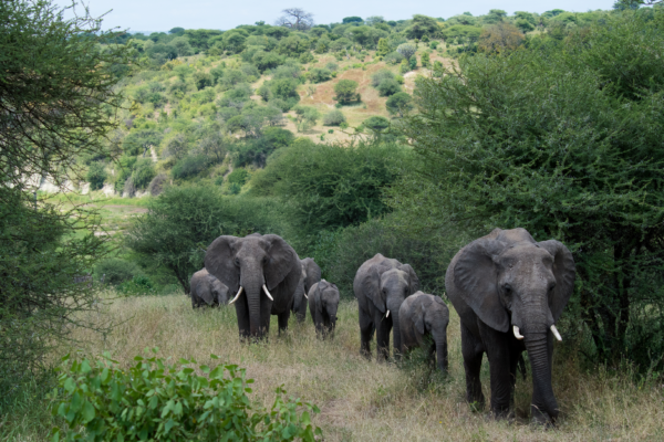 voyage sur mesure tanzanie safari