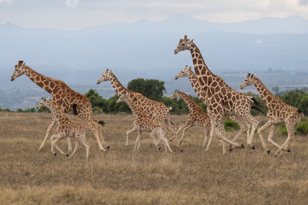 voyage sur mesure tanzanie safari