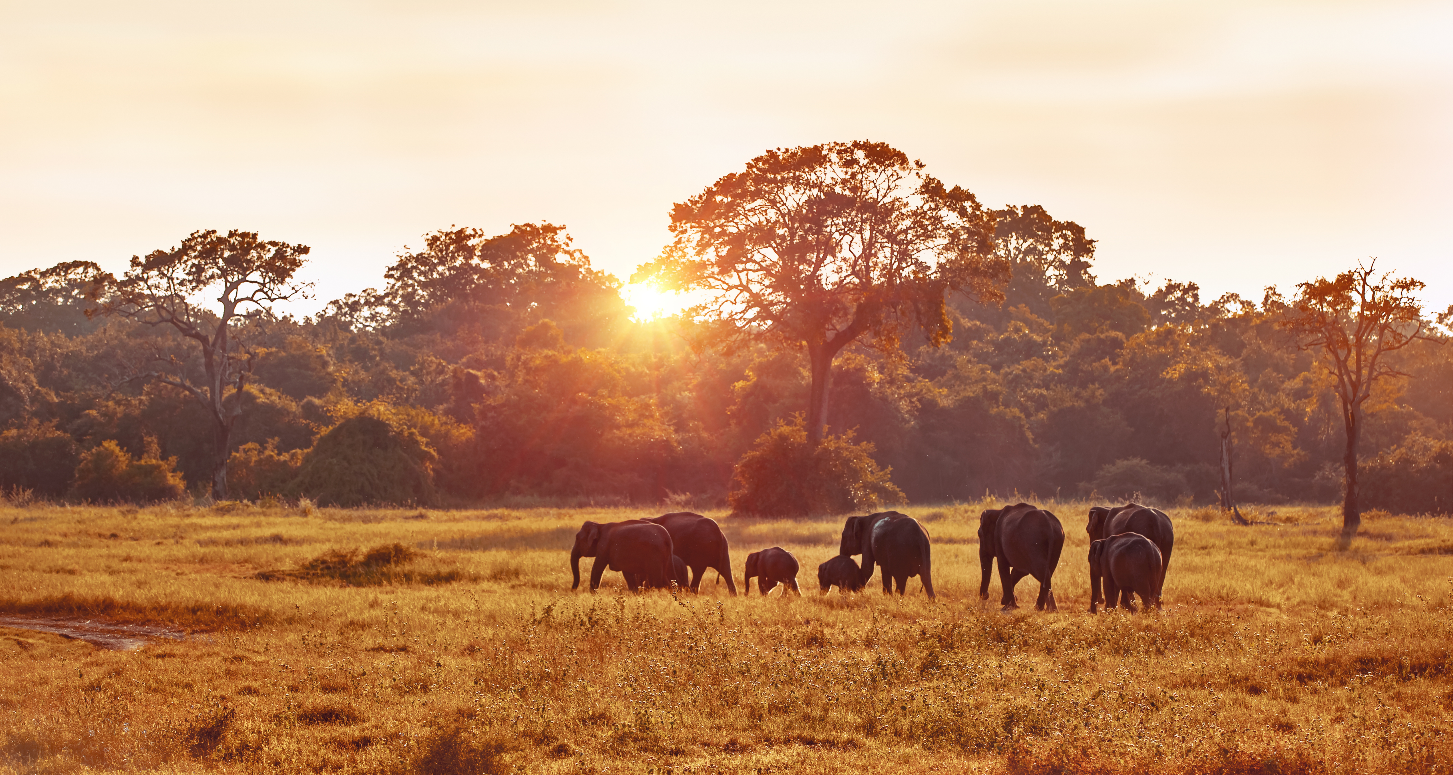 10 conseils pour réussir son premier safari en Afrique